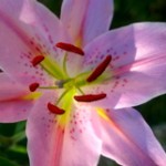 spotted lily petals